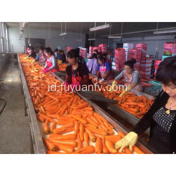 2019 panen baru wortel segar Xiamen
